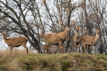 Naklejka premium Branco di cervi nelle Alpi (Cervus elaphus)