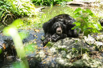 Asia Tropical Wildlife Animal, Asiatic Black Bear (moon bear, white-chested bear) is a medium-sized bear species native to Asia and largely adapted to arboreal life lives in tropical forest habitat.