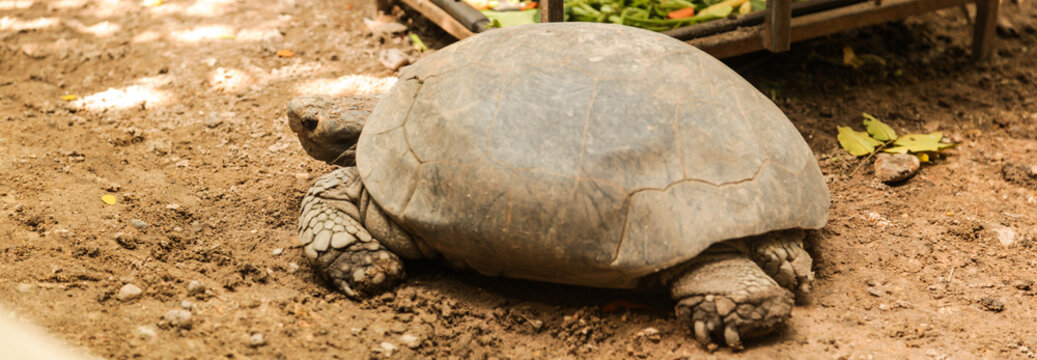 Animal: Burmese Black Tortoise (Manouria emys phayrei) or Burmese Mountain Tortoise lives mainly in moist tropical forest regions. It cannot tolerate hot, dry weather and need shady area to escape to