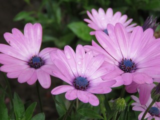 Fleurs violettes