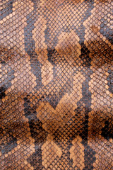 Vintage Close Up Dried Real Snake Skin Python Brown and Black