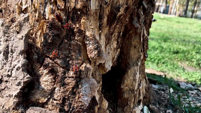 Colony old red bugs on old rotten stump.