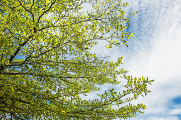 Green leaves, the background is sky and clouds.