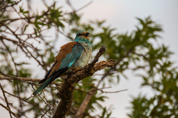 Europen roller in Montgai, Lleida, Spain