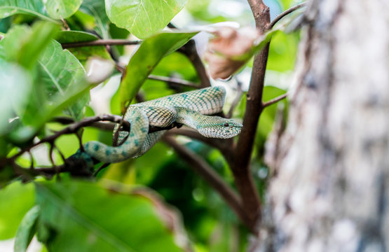 Snake on twig of tree