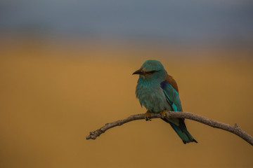 Europen roller in Montgai, Lleida, Spain
