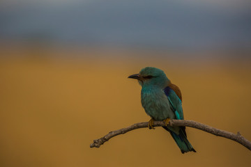 Europen roller in Montgai, Lleida, Spain