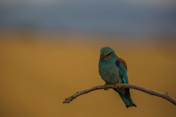 Europen roller in Montgai, Lleida, Spain