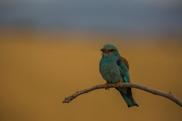 Europen roller in Montgai, Lleida, Spain
