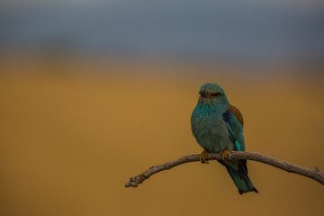 Europen roller in Montgai, Lleida, Spain