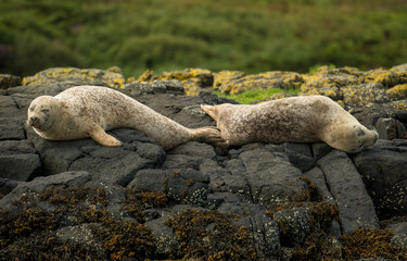 Relaxing Common Seals At The Coast Near Dunvegan Castle On The Isle Of Skye In Scotland
