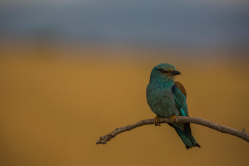 Europen roller in Montgai, Lleida, Spain