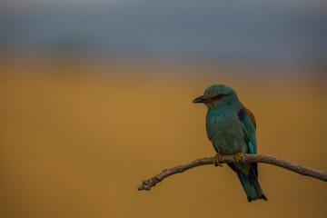 Europen roller in Montgai, Lleida, Spain