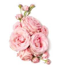 Beautiful pink roses on white background