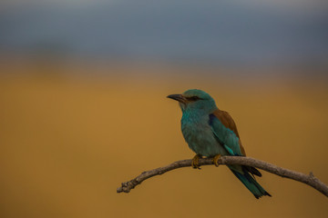 Europen roller in Montgai, Lleida, Spain