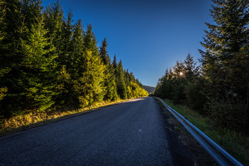 Asphalt road in the green coniferous forest by the sunset from Dolni to Horni nadrz in Jeseniky, Czech Republic