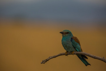 Europen roller in Montgai, Lleida, Spain