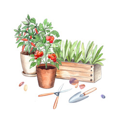 pots with seedlings and vegetables plants, tomato and pepper bushes, pliers and scoop. watercolor and graphics illustration of gardening still life