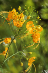 Caesalpinia pulcherrima in garden