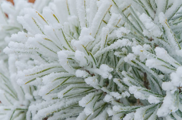 Charming green branches of a Christmas tree in the snow.