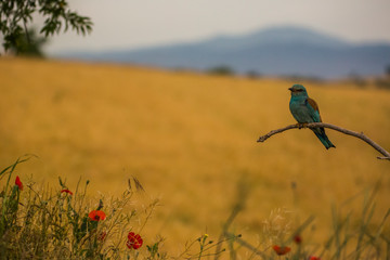 Europen roller in Montgai, Lleida, Spain