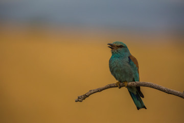European roller in Montgai, Lleida, Spain