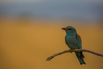 European roller in Montgai, Lleida, Spain