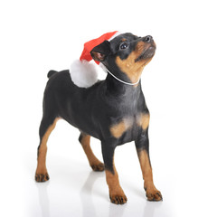 Dog in Santa hat isolated