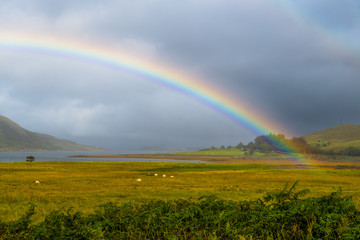 Colorful Rainbow Over Fresh Pasture With Sheep On The Isle Of Skye In Scotland