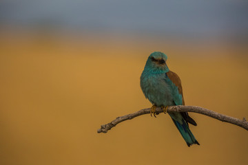 European roller in Montgai, Lleida, Spain