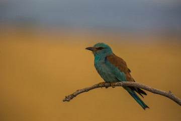 European roller in Montgai, Lleida, Spain