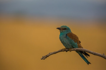 European roller in Montgai, Lleida, Spain