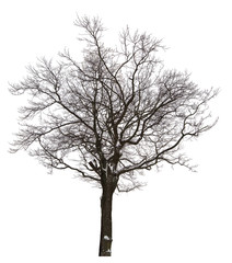 bare isolated tree in light snow