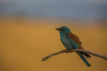 European roller in Montgai, Lleida, Spain