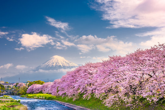 Mt. Fuji, Japan Spring Landscape.