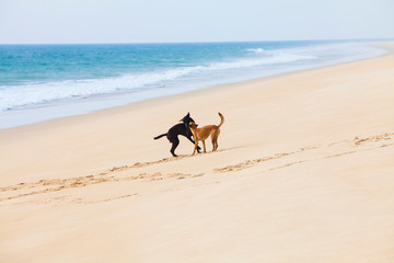 dogs playing on the beach