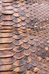 Vintage Close Up Dried Real Snake Skin Python Brown and Black