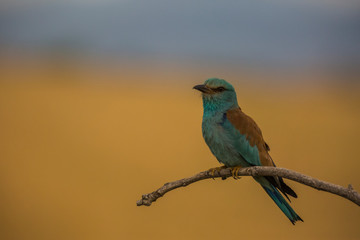 European roller in Montgai, Lleida, Spain