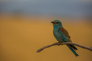 European roller in Montgai, Lleida, Spain