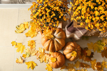 Naklejka na ściany i meble Beautiful chrysanthemum flowers with pumpkins and autumn leaves on floor