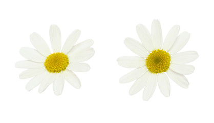Set of white daisy flowers