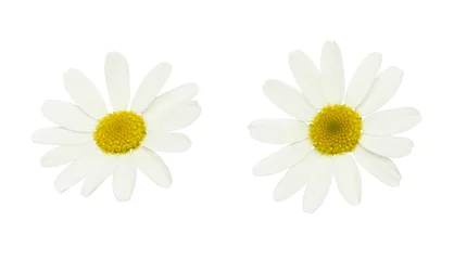 Tableaux ronds sur plexiglas Marguerites Set of white daisy flowers