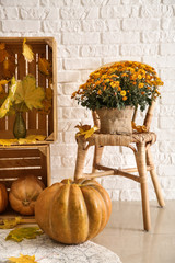 Beautiful chrysanthemum flowers with pumpkins and autumn leaves in room