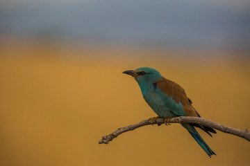 European roller in Montgai, Lleida, Spain