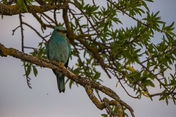 European roller in Montgai, Lleida, Spain