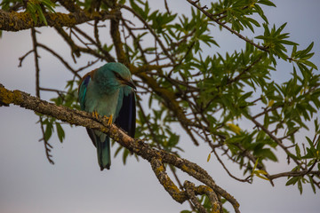 European roller in Montgai, Lleida, Spain