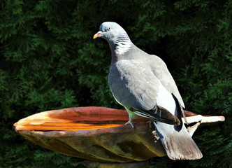 Taube,Vogeltränke,Garten
