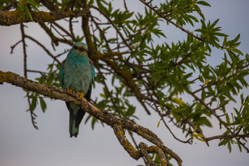 European roller in Montgai, Lleida, Spain