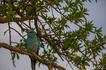 European roller in Montgai, Lleida, Spain