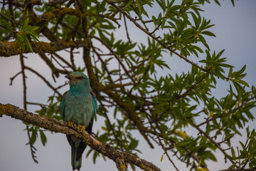 European roller in Montgai, Lleida, Spain